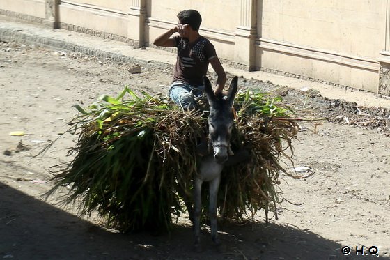 Esel als Transportmittel in gypten