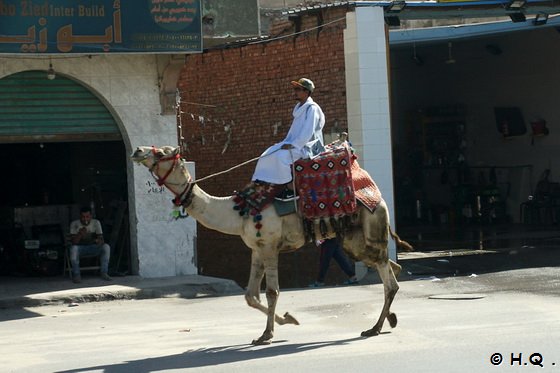 Kamel als Transportmittel in gypten