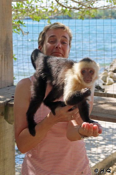 Kapuzineraffe klettert an Ela herum in der Auffangstation in Roatan - Honduras