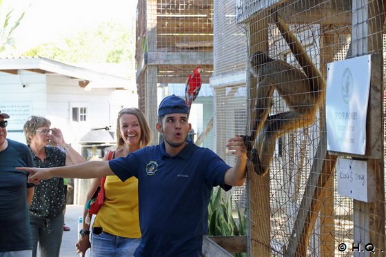 Spider Monkey in der Daniel Johnsons Monkey & Sloth Hangout - Roantan - Honduras
