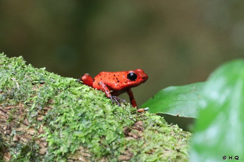 Red Frog - Erdbeerfröschchen im Veragua Regenwaldreservat - Costa Rica - Puerto Limon - Veragua Rainforest Eco-Adventure