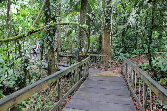 Trail of the Giants im Veragua Regenwaldreservat - Costa Rica - Puerto Limon - Veragua Rainforest Eco-Adventure