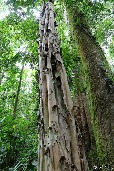 Veragua Regenwaldreservat - Costa Rica - Puerto Limon - Veragua Rainforest Eco-Adventure