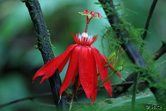 Tolle Blumen im Veragua Regenwaldreservat - Costa Rica - Puerto Limon - Veragua Rainforest Eco-Adventure