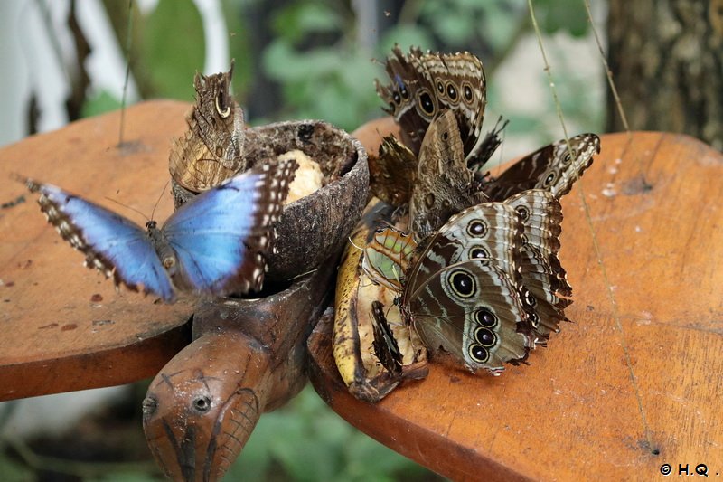 Blaue Morphofalter im Veragua Regenwaldreservat - Costa Rica - Puerto Limon - Veragua Rainforest Eco-Adventure