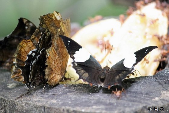 Schmetterling im Veragua Regenwaldreservat - Costa Rica - Puerto Limon - Veragua Rainforest Eco-Adventure