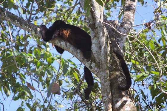 Br�llaffen an den Tortuguero Kan�le - Puerto Limon  - Costa Rica 