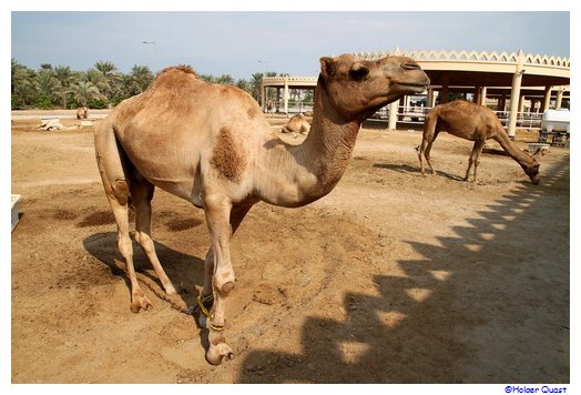 Kamelfarm Bahrain