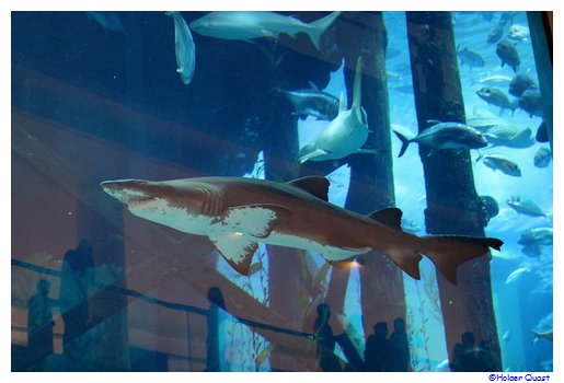 Aquarium in der Dubai Mall