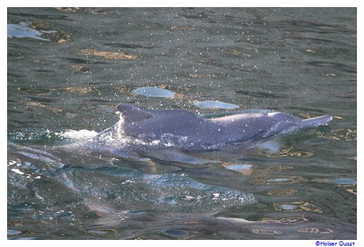 Delphine im Fjord Khor Ash Sham