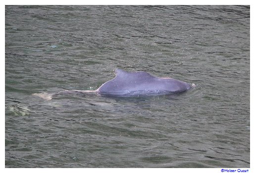 Delfine im Fjord Khor Ash Sham