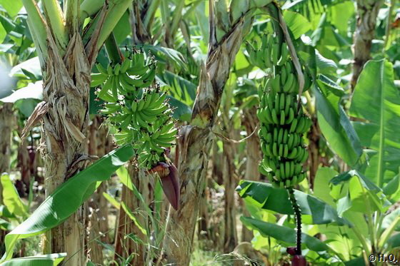 Bananenplantage auf St. Lucia