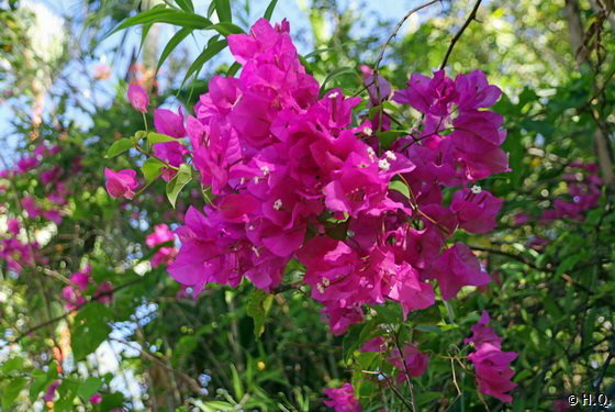 Tolle Blumen in der Gartenanlage Romney Manor - St. Kitts