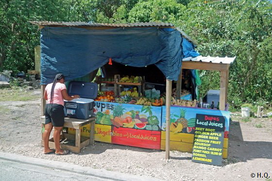 Fruchtstand auf Antigua