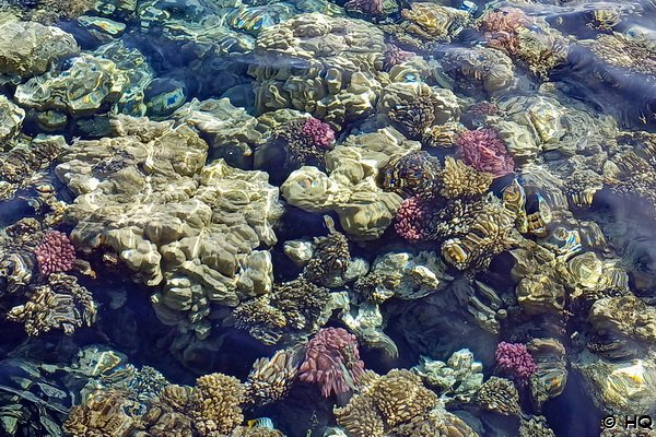 Riff der Coraya Bucht Marsa Alam - Ägypten Riff der Coraya Bucht Marsa Alam - Ägypten