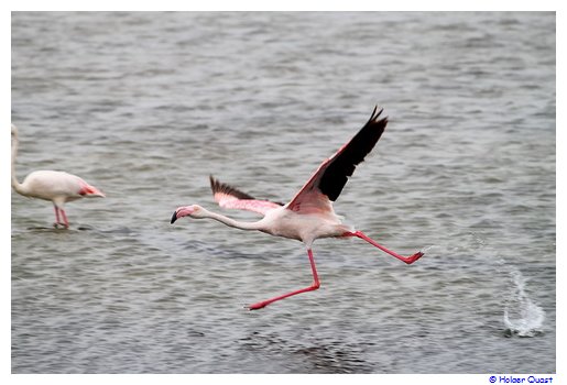 Flamingo im Landeanflug...