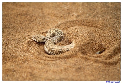 Peringuey-Otter kommt aus dem Sand