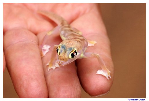 Palmatogecko oder Pachydactylus Palmatogecko oder Pachydactylus
