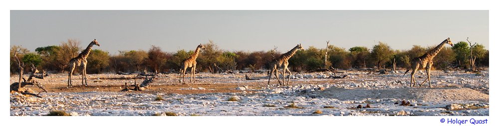 Giraffen im Etosha - Sonneuntergang