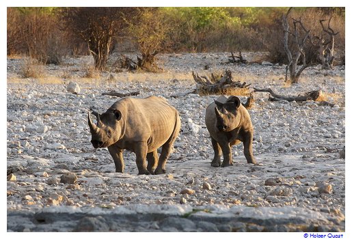 Nashörner in Etosha Nationalpark Nashörner in Etosha Nationalpark