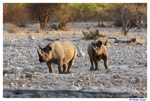 Nashrner in Etosha Nationalpark