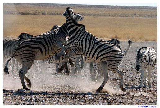 Zebra - Kampf im Etosha Namibia