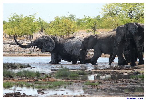 Elefanten am Wasserloch Rietfoutein