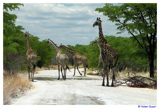 Giraffen im Etosha Nationalpark Giraffen im Etosha Nationalpark