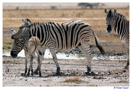 Zebrababy mit  Mama im Etosha