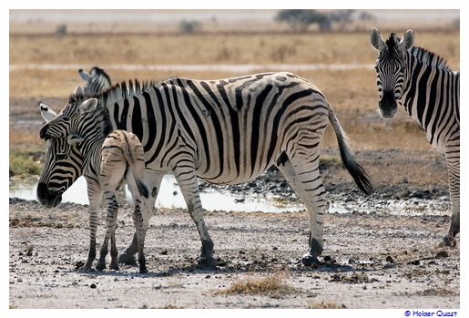 Zebrababy mit Mama im Etosha Zebrababy mit Mama im Etosha