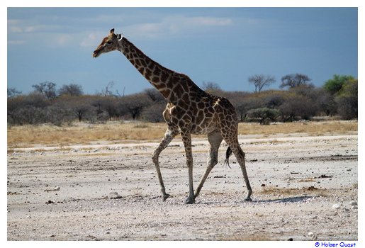 Giraffe - Etosha Nationalpark Giraffe - Etosha Nationalpark