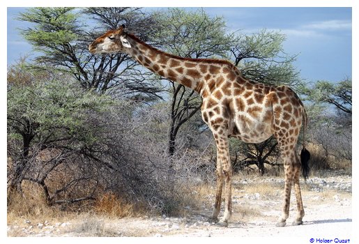 Giraffe - Etosha Nationalpark Giraffe - Etosha Nationalpark
