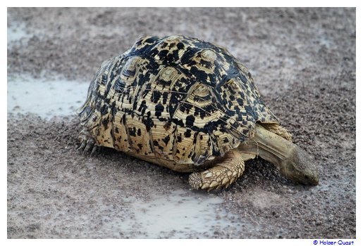 Schildkrte am Wasserloch...