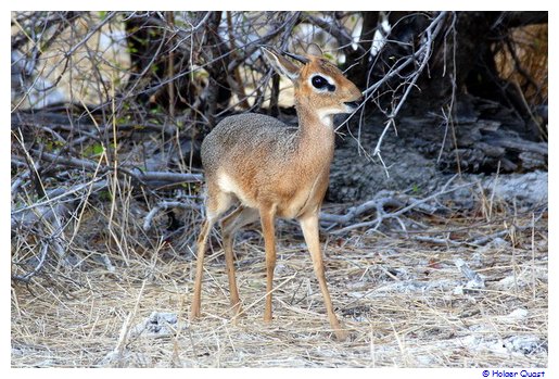 Dikdik beim Fressen