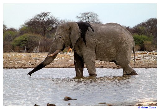 Elefant beim Tribken - Etosha Elefant beim Tribken - Etosha
