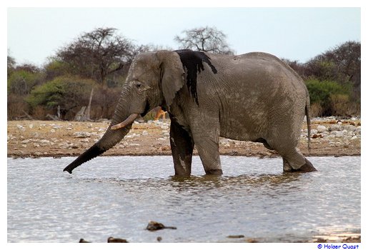 Elefant beim Tribken - Etosha