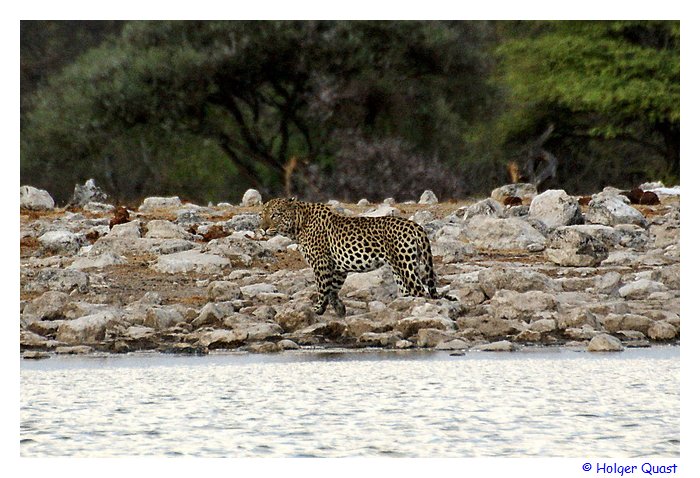 Leopard im Etosha Nationalpark Leopard im Etosha Nationalpark