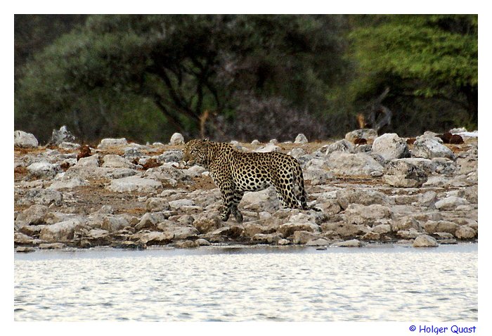 Leopard im Etosha Nationalpark