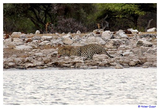 Leopard beim Trinken