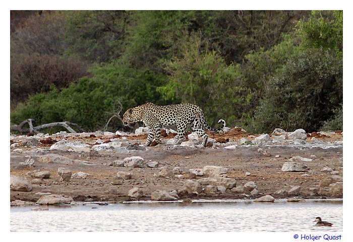 Leopard im Etosha Nationalpark Leopard im Etosha Nationalpark