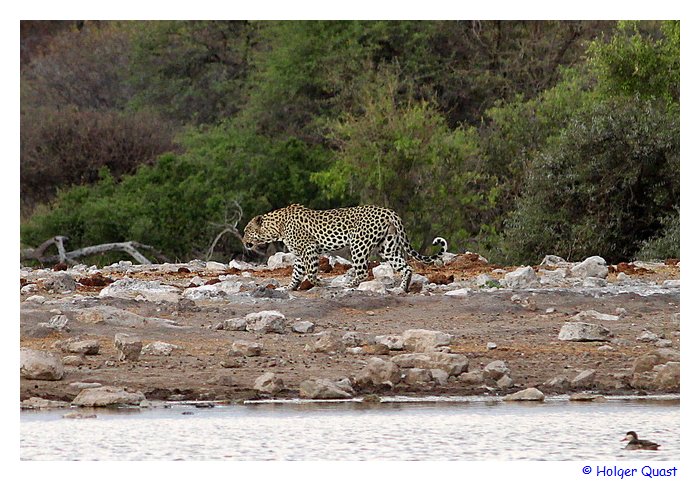 Leopard im Etosha Nationalpark