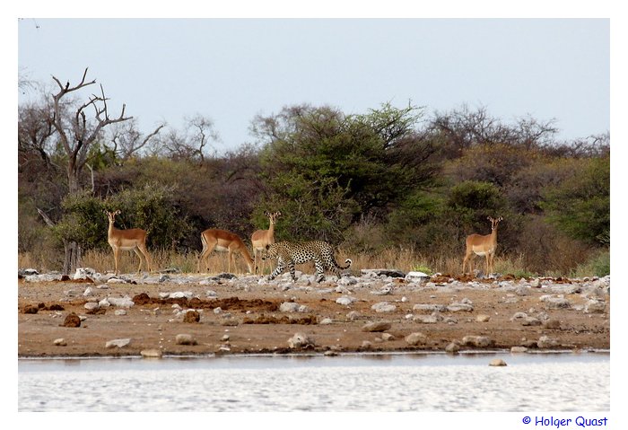 Leopard im Etosha Nationalpark