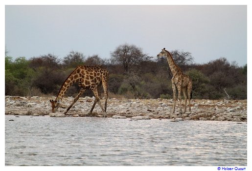 Giraffen beim Trinken Giraffen beim Trinken