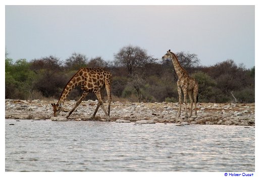 Giraffen beim Trinken 