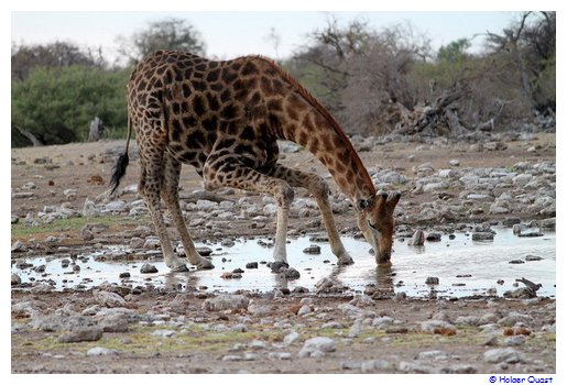 Junge Giraffe beim Trinken