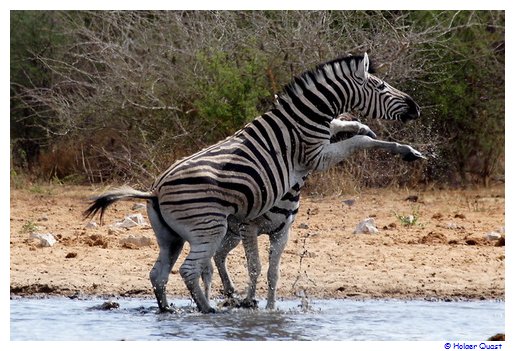 Wildes Zebra im Etosha Nationalpark