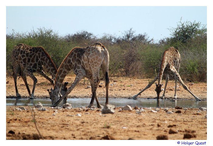 Griaffen bein Trinken im Etosha Nationalpark