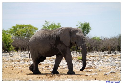 Elefant - Namiba