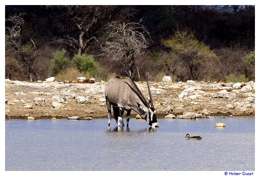 Oryxe beim Trinken - Namibia
