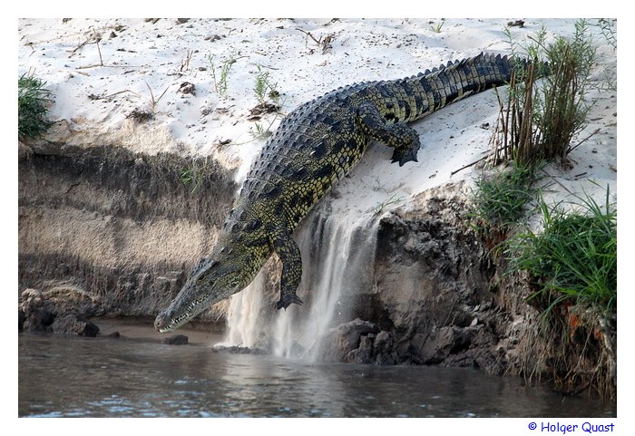 Krokodil im Okavango